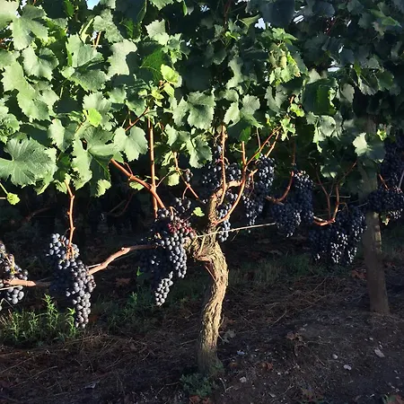 Au Proche Des Vignes 3* モンターニュ